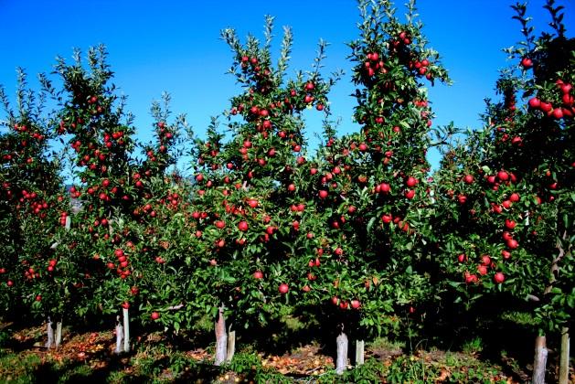 Orchard with ripe fruit